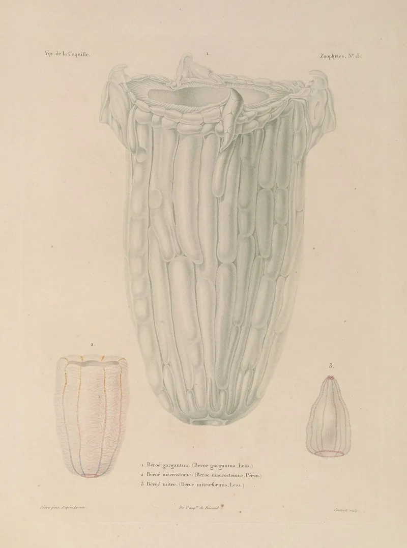 Voyage Autour Du Monde Pl 102