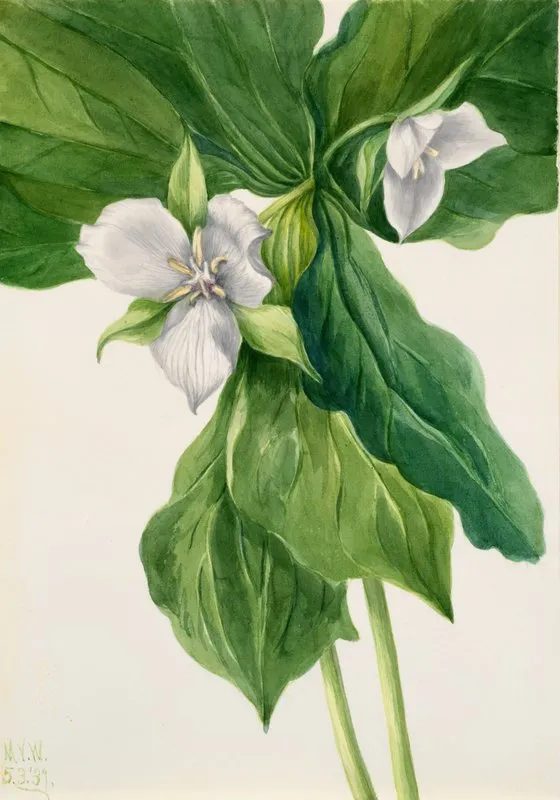 Wake Robin Trillium Simile