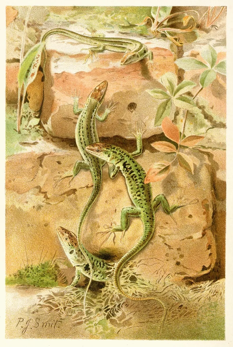 Wall Lizards
