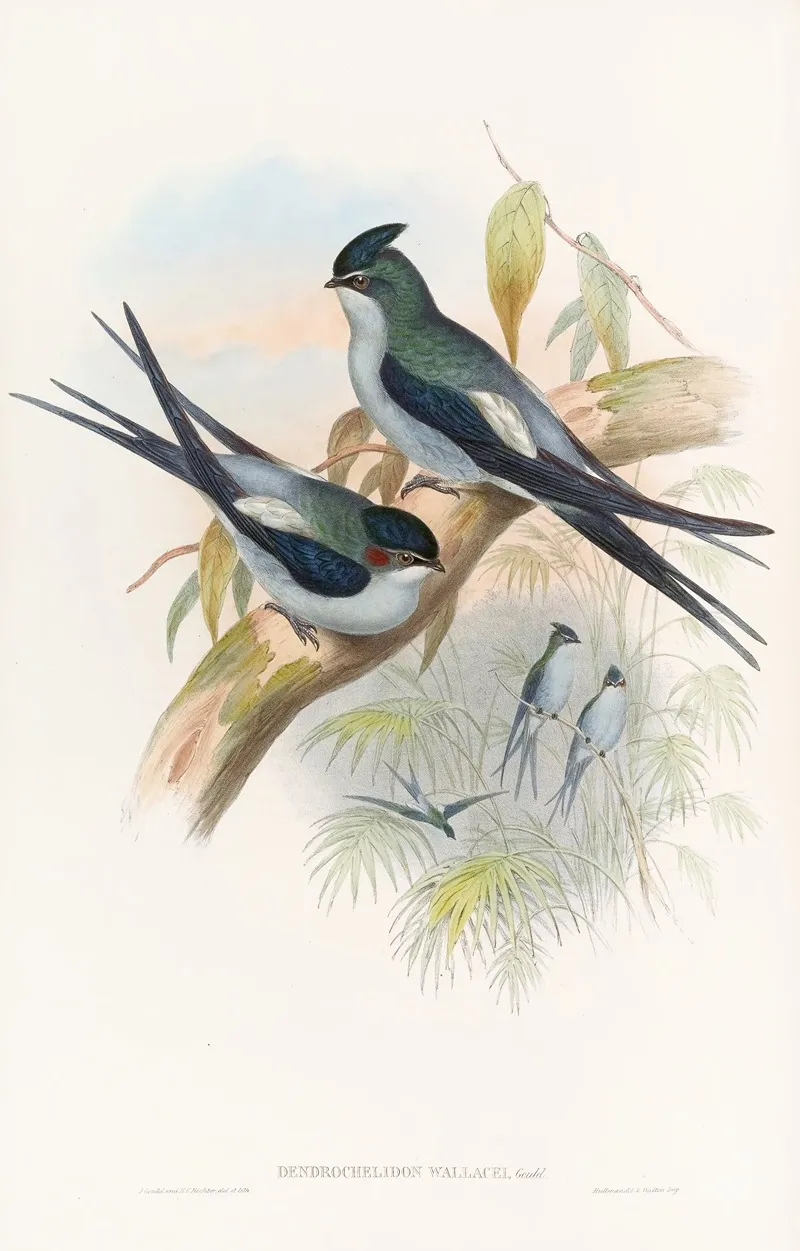 Wallaces Tree Swift