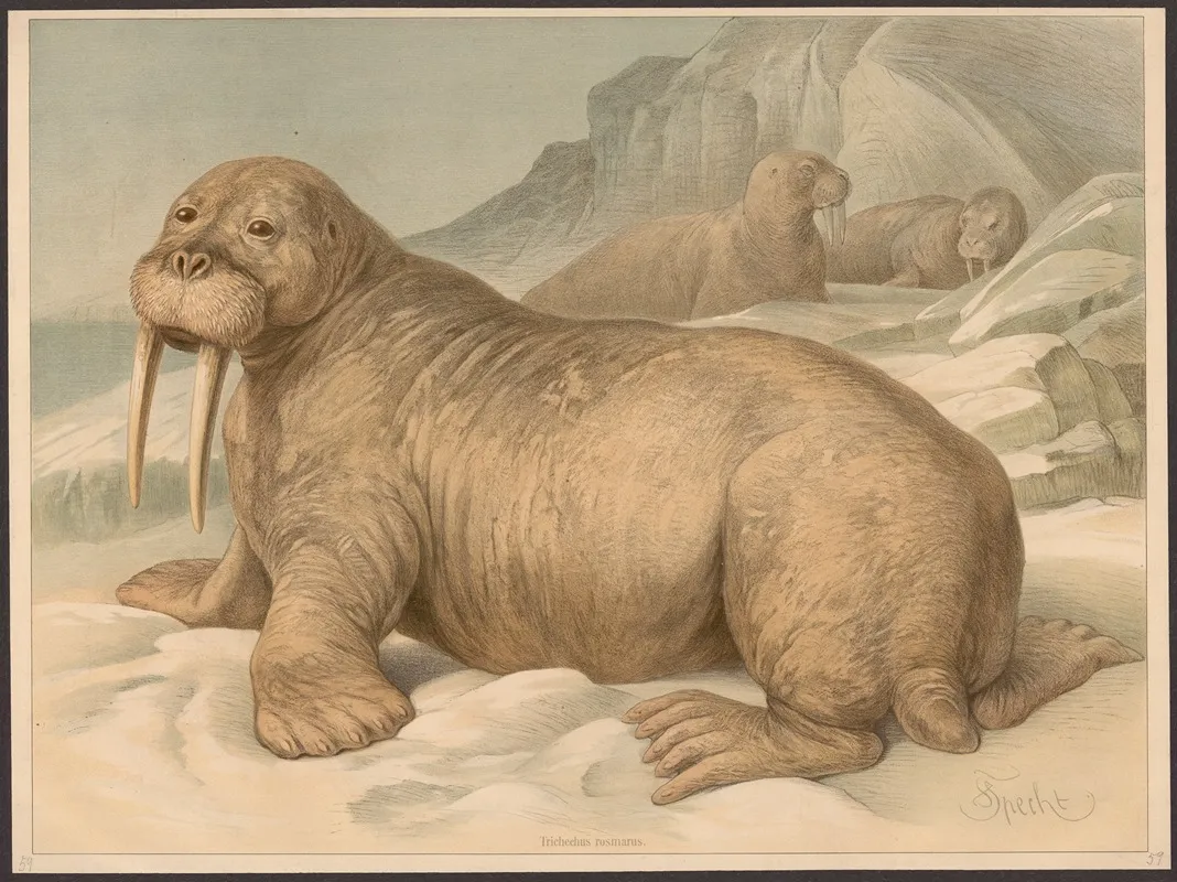 Walrus 3