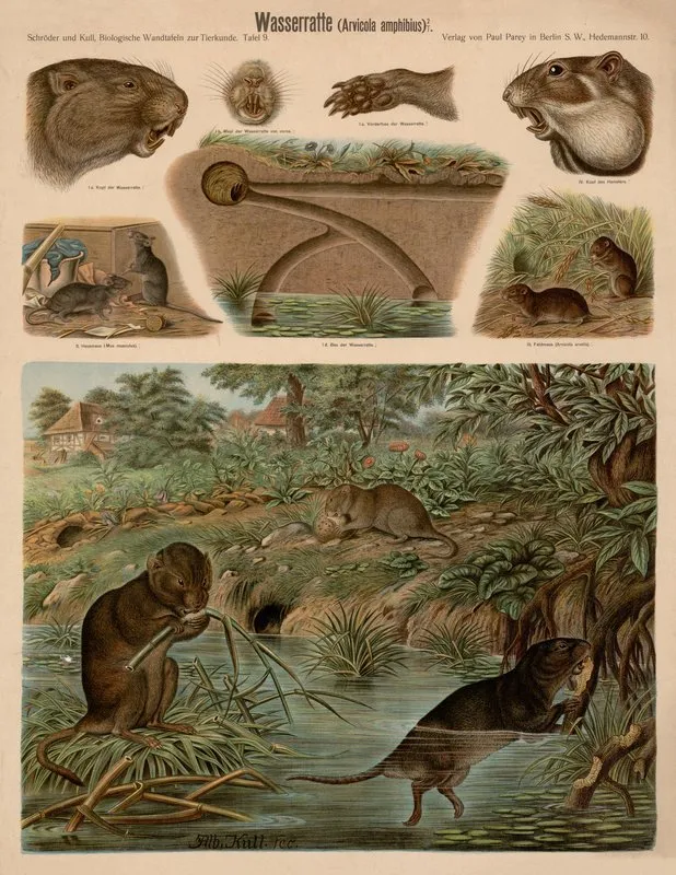 Wasserratte Arvicola Amphibius