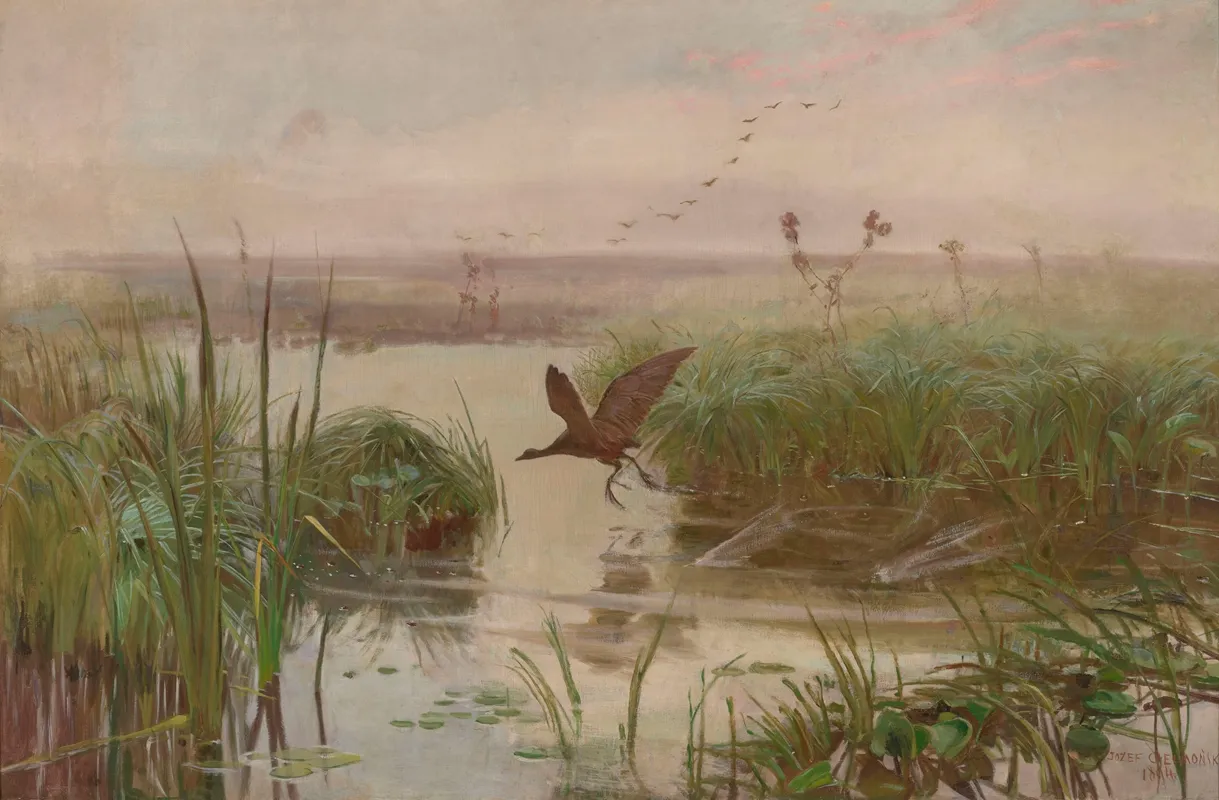 Water Hen