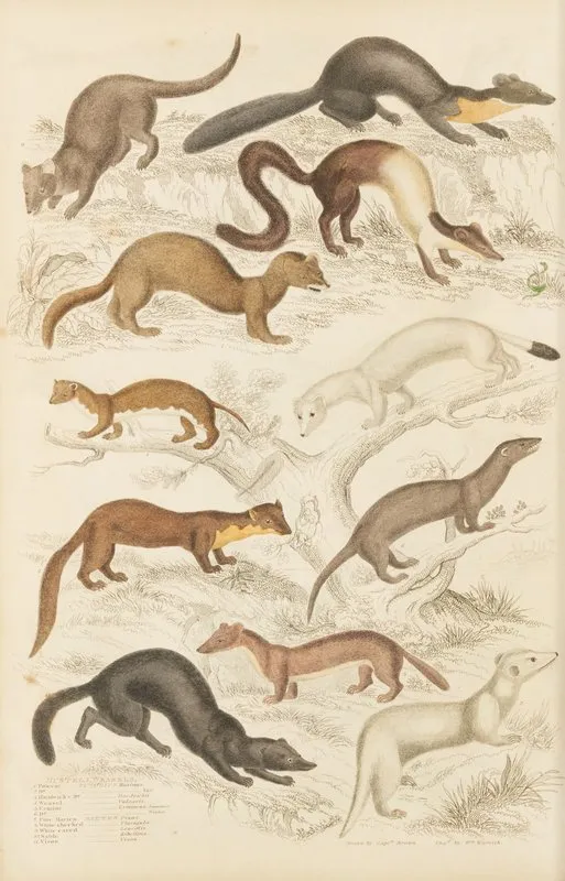 Weasels