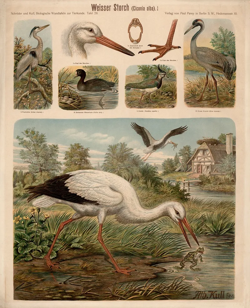 Weisser Storch Ciconia Alba