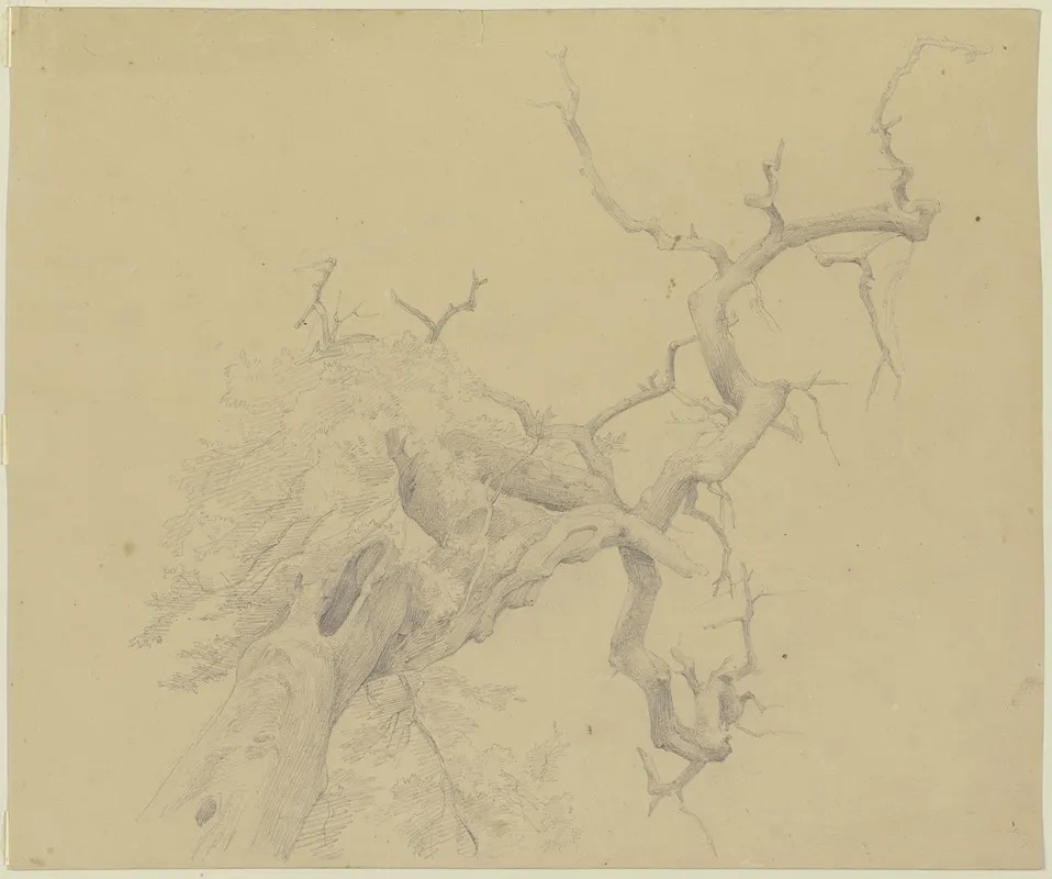 Weitgehend Kahler Baum In Starker Untersicht by Jakob Becker - Canvas Print