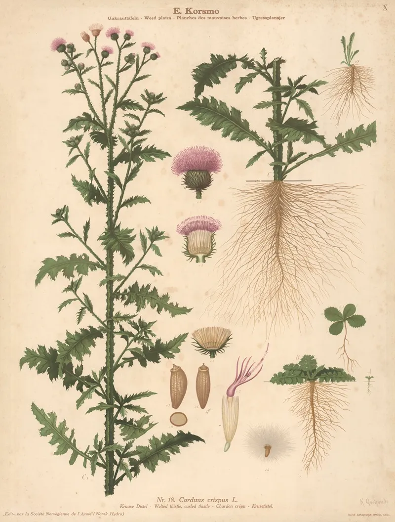 Welted Thistle Curled Thistle