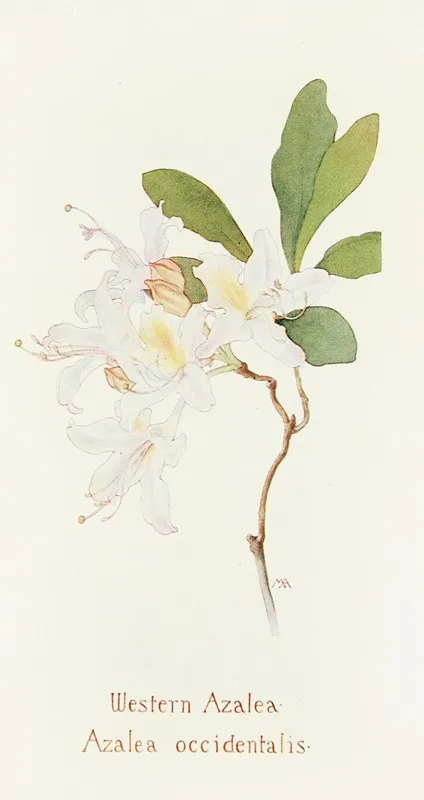 Western Azalea by Margaret Armstrong - Canvas Print