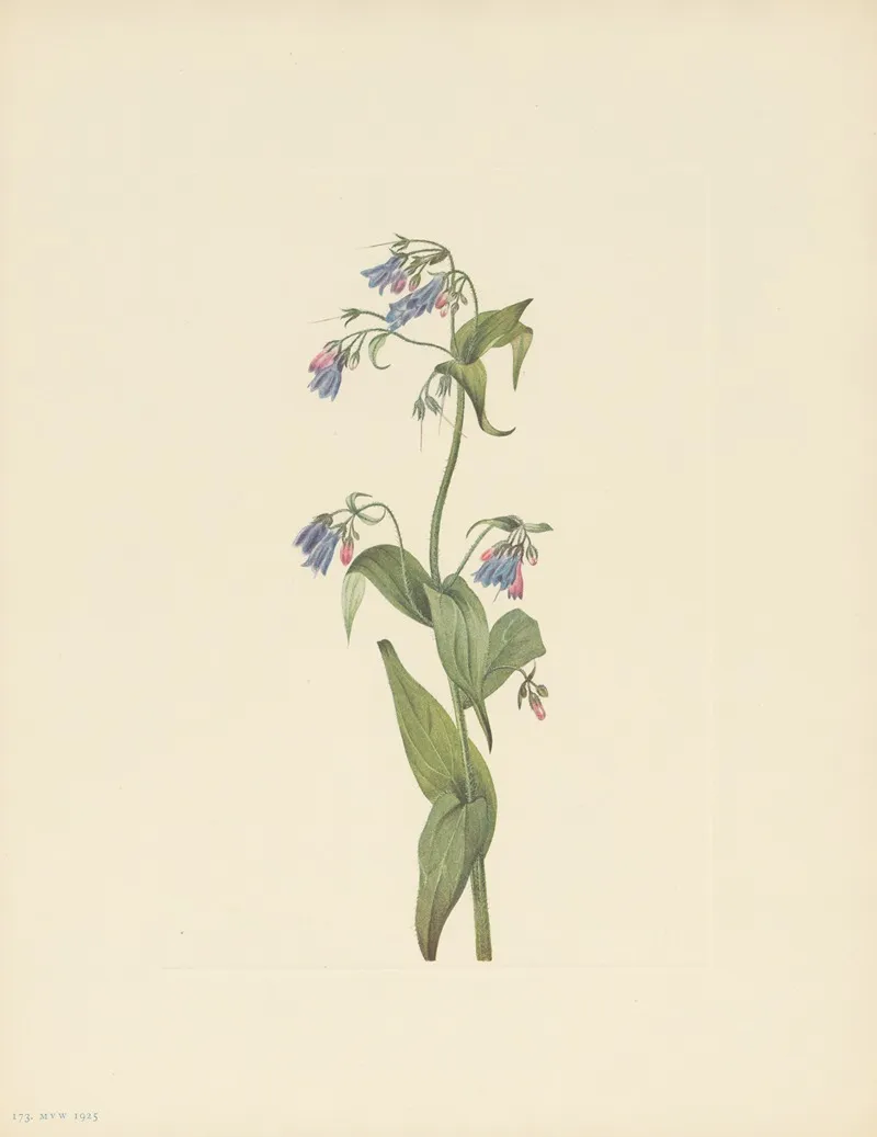 Western Bluebells Mertensia Paniculata 3