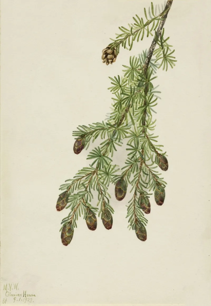 Western Hemlock Tsuga Heterophylla 2