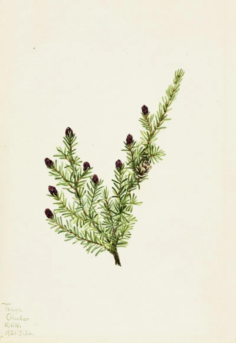 Western Hemlock Tsuga Heterophylla 3