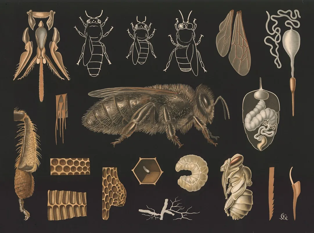 Western Honey Bee Apis Mellifera