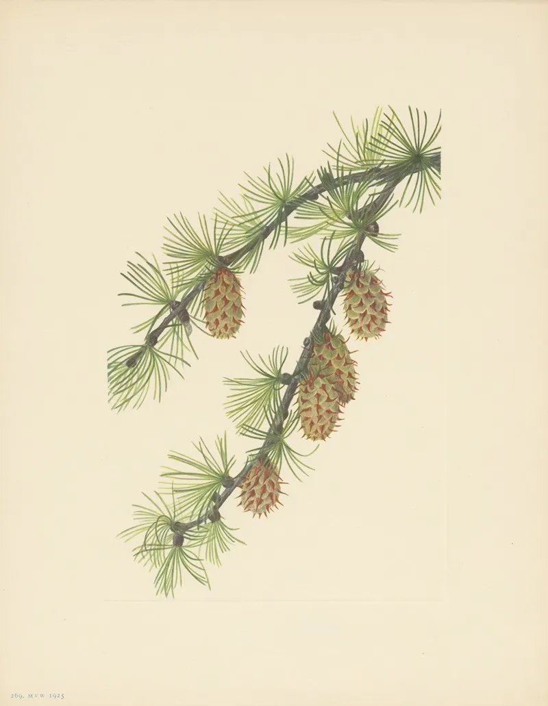 Western Larch Larix Occidentalis 3