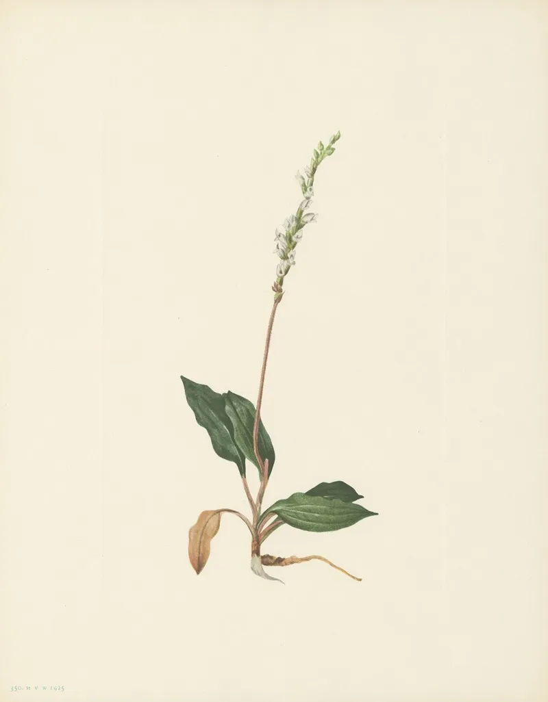 Western Rattlesnakeplantain Peramium Decipiens 2