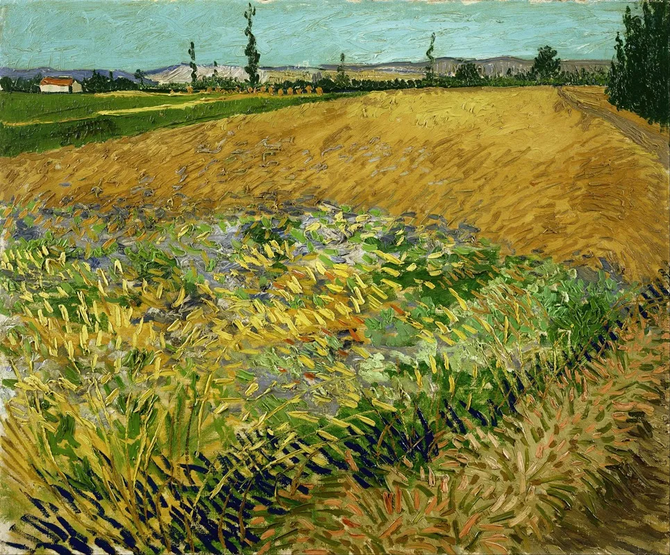 Wheatfield 2