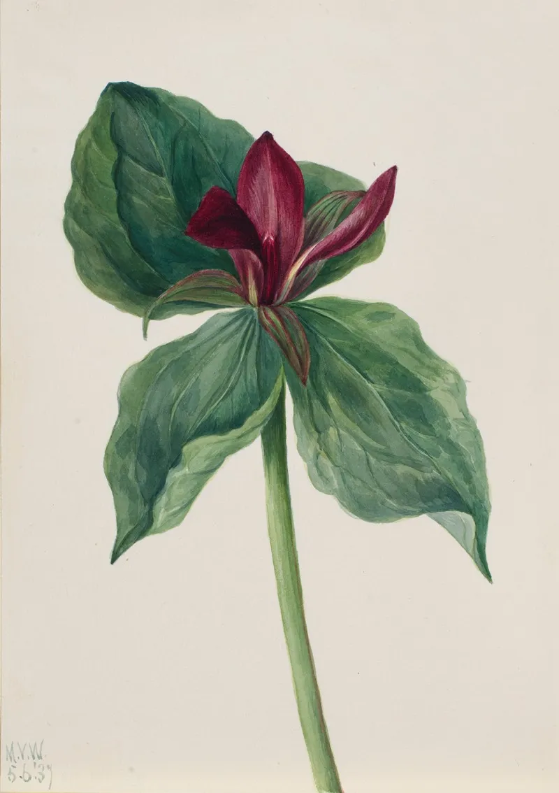 Whippoorwill Flower Trillium H