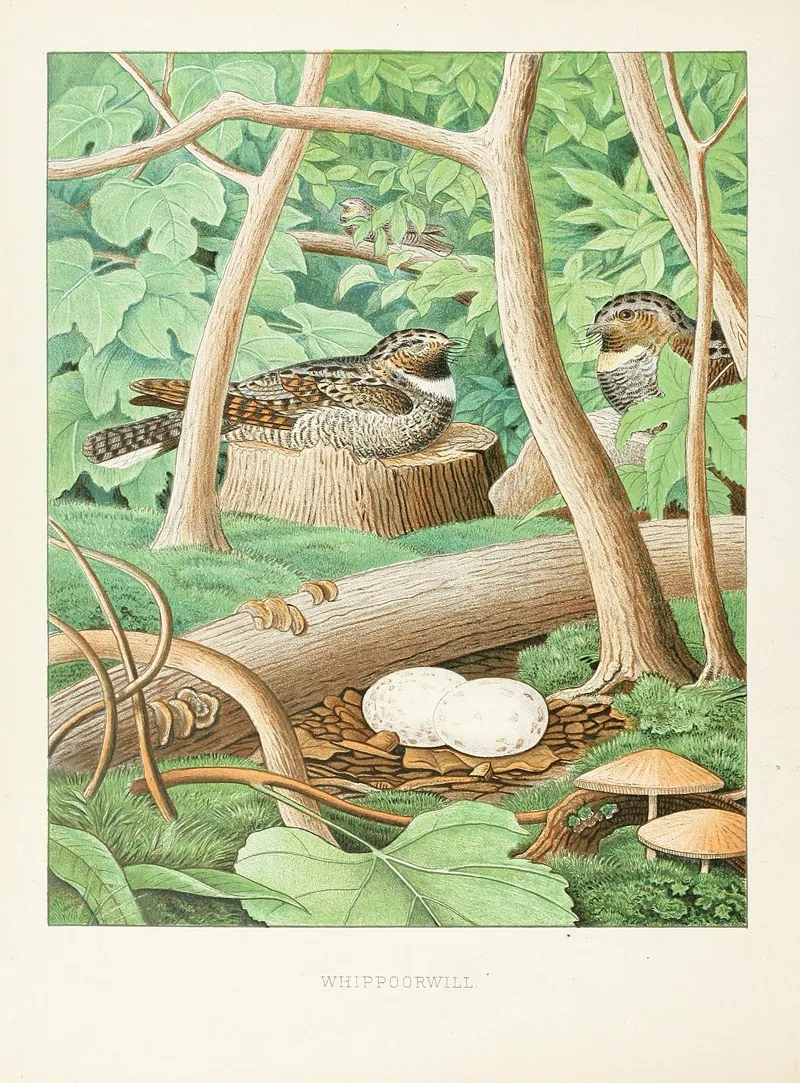 Whippoorwill by Edwin L. Sheppard - Canvas Print