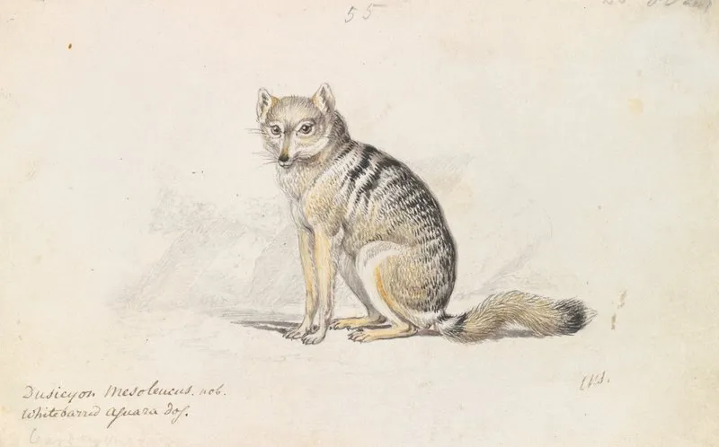 White Barred Aguara Fox