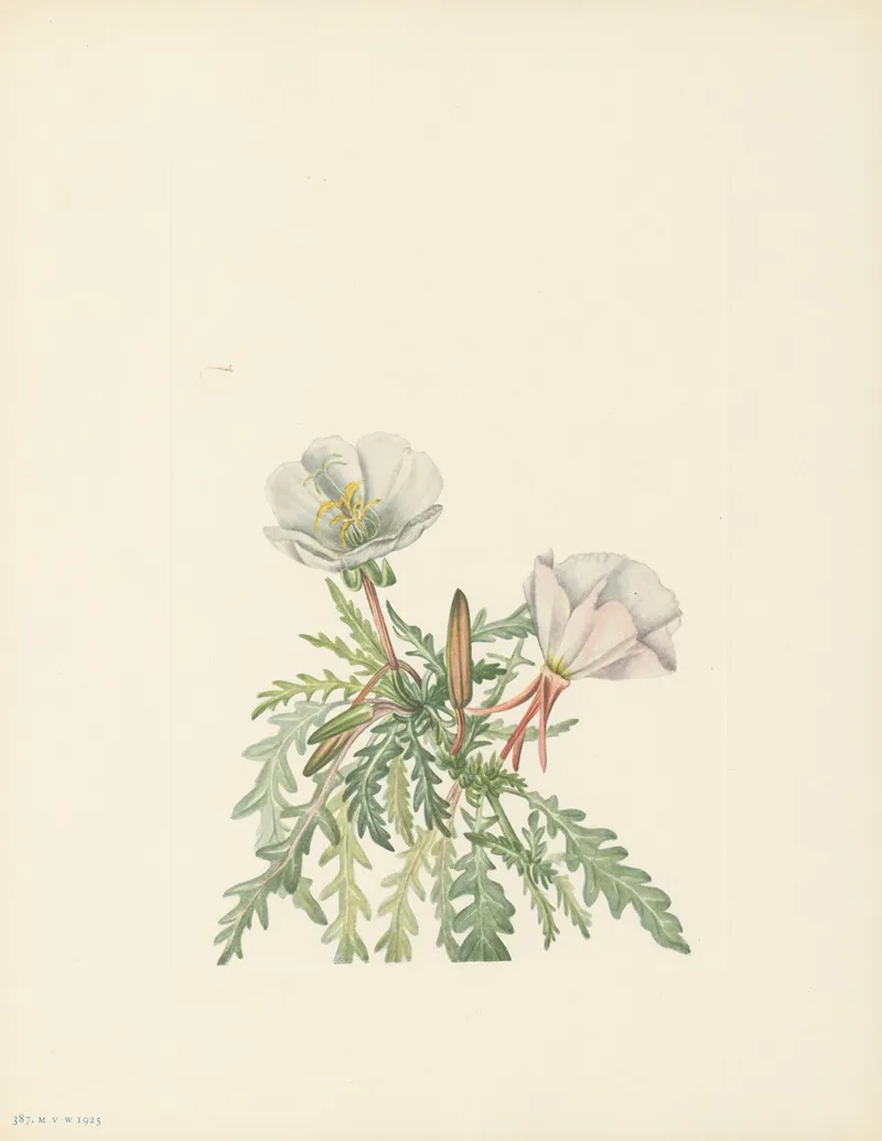 White Dawnrose Pachyloplus Marginatus 3