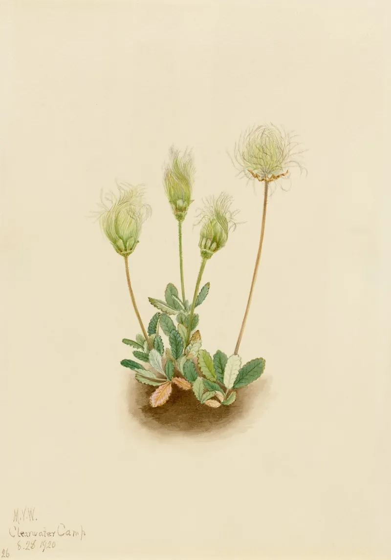 White Dryad Dryas Octopetala