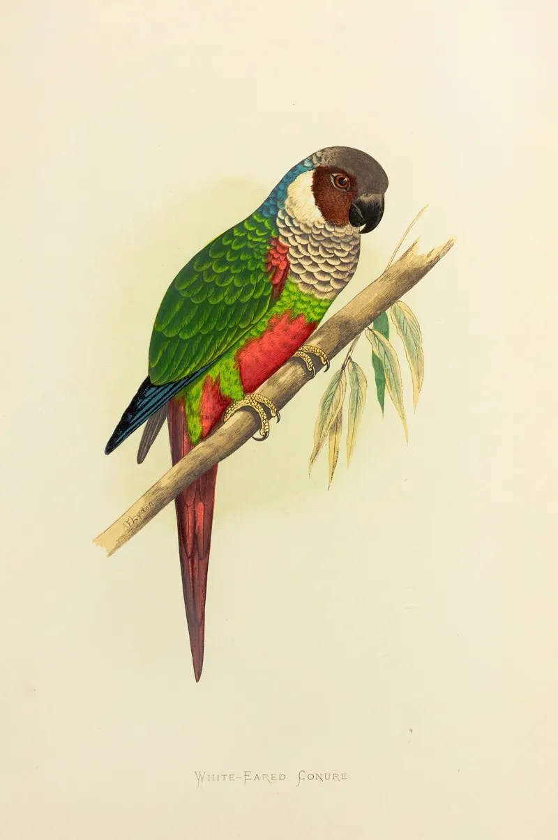 White Eared Conure