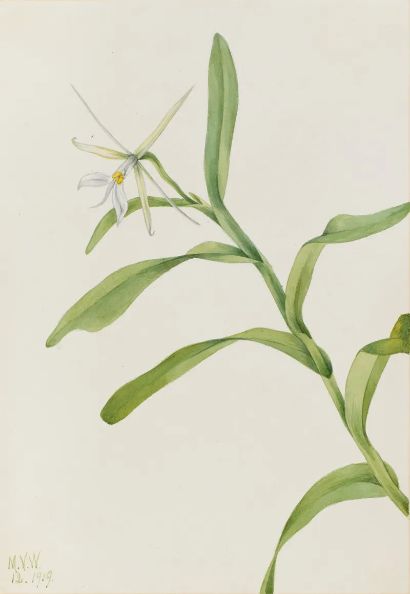 White Epidendrum Epidendrum Nocturnum 2