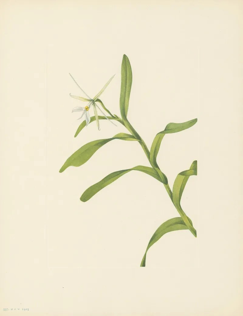 White Epidendrum Epidendrum Nocturnum 3