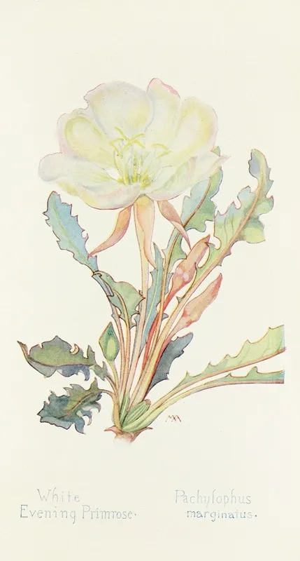 White Evening Primrose by Margaret Armstrong - Canvas Print