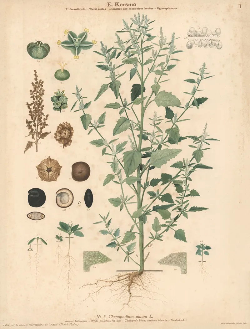 White Goosefoot Fat Hen by Knut Quelprud - Canvas Print