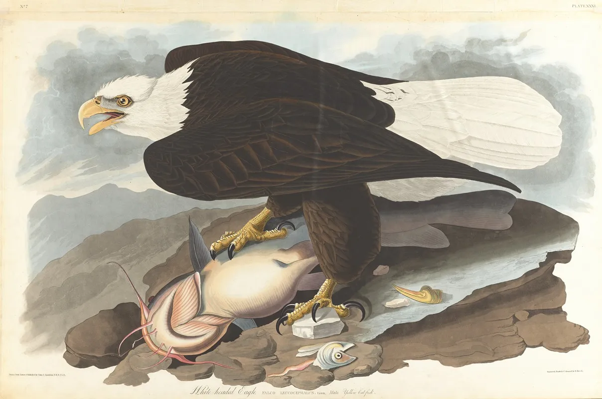 White Headed Eagle 2 by John James Audubon - Canvas Print