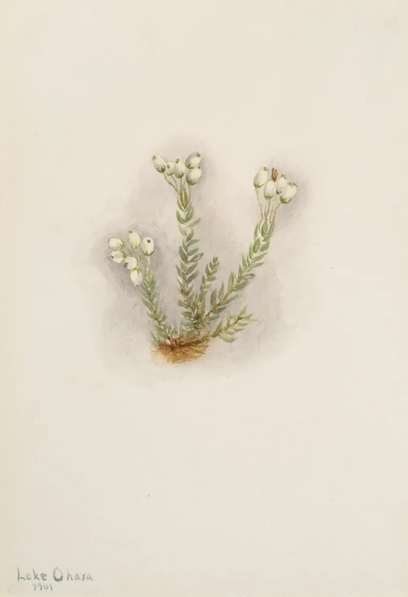 White Heather Phyllodoce Grandiflora