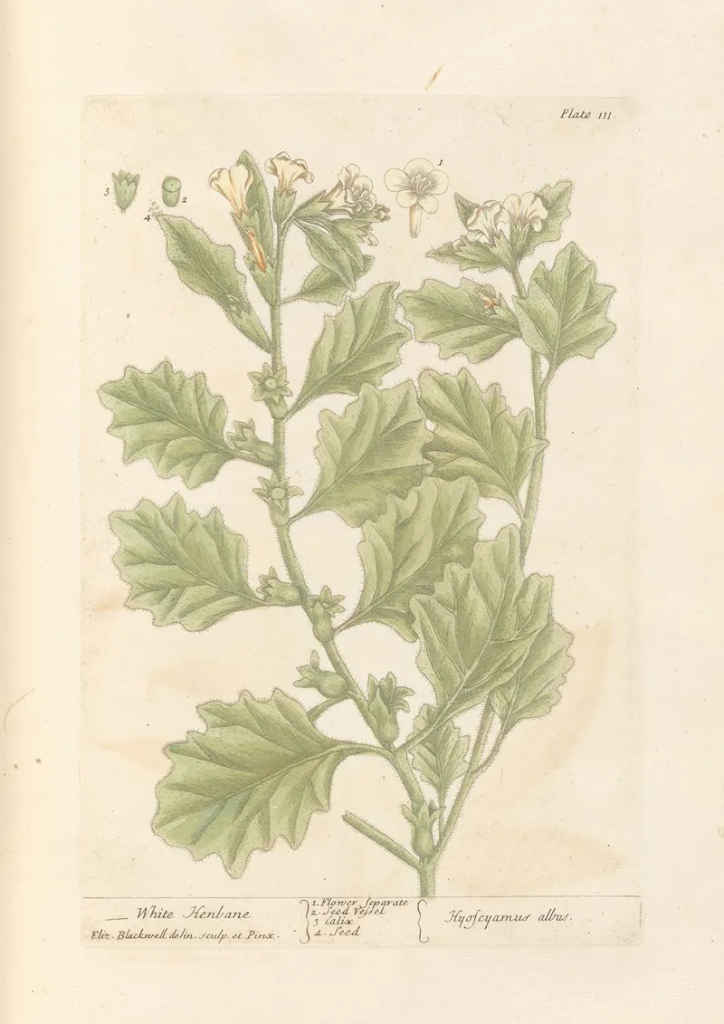 White Henbane