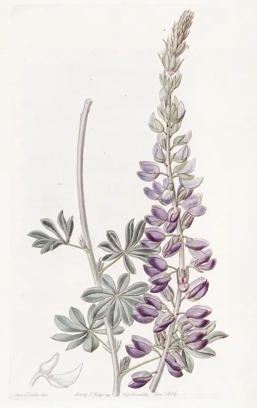 White Leaved Lupine
