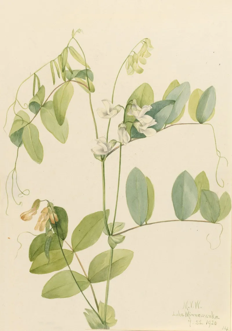 White Pea Lathyrus Ochroleucus 2