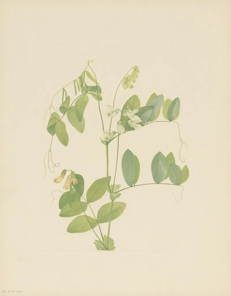 White Pea Lathyrus Ochroleucus 3