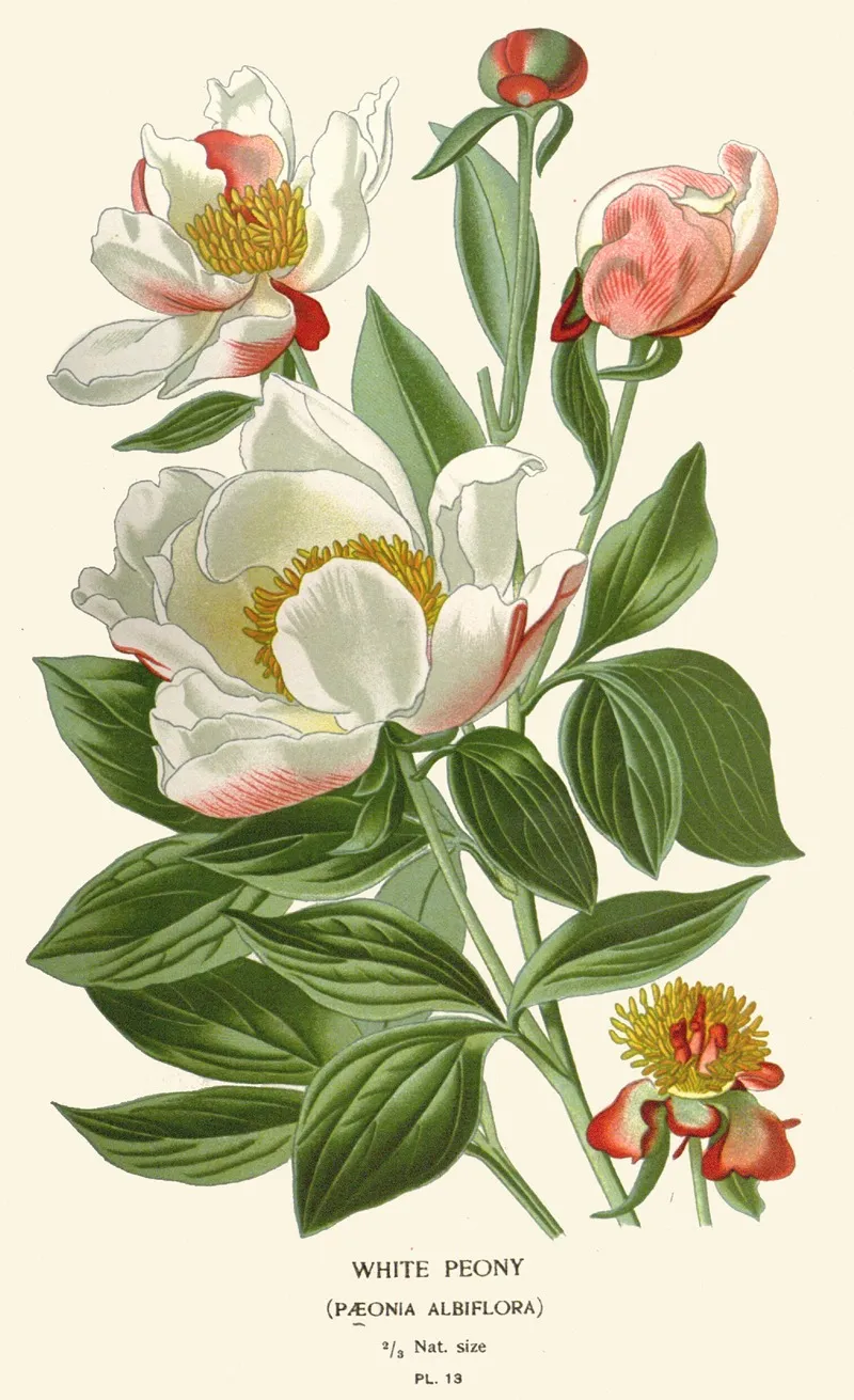 White Peony by Edward Step - Canvas Print