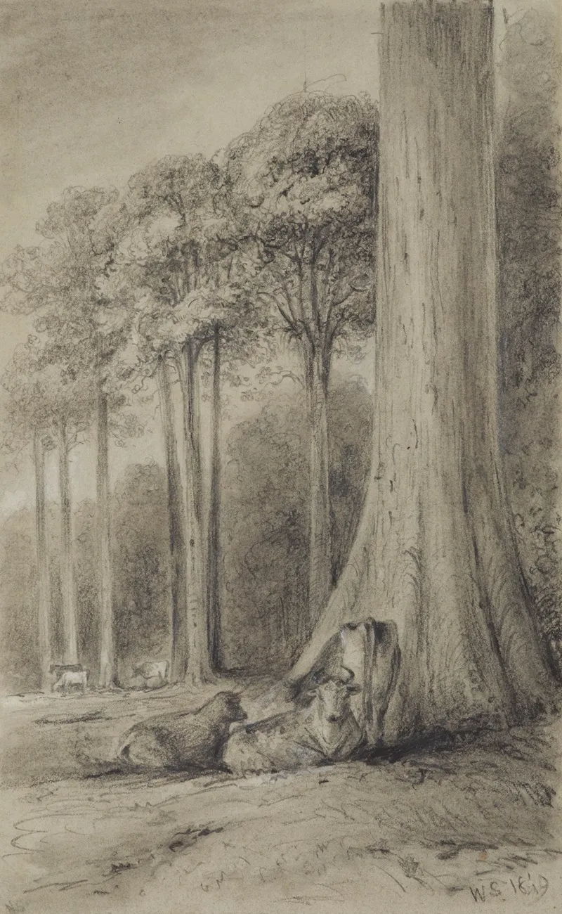 White Pines Hutt Forest