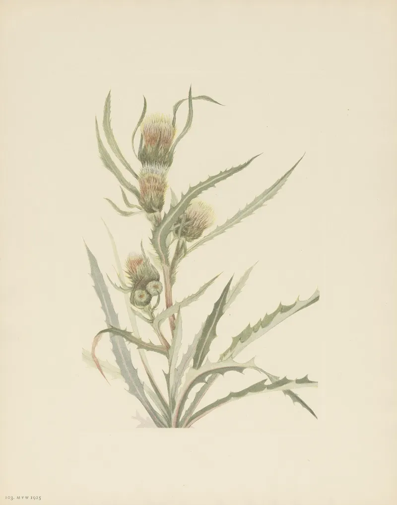 White Thistle Cirsium Hookerianum 2