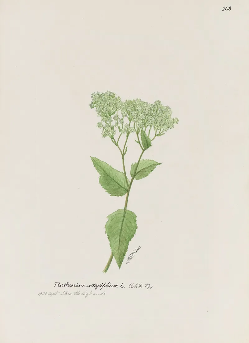 White Top by S. Fred Prince - Canvas Print