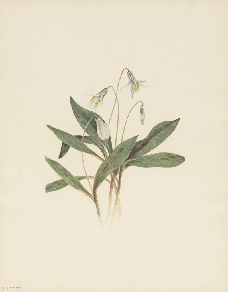 White Troutlily Erythronium Albidum 3