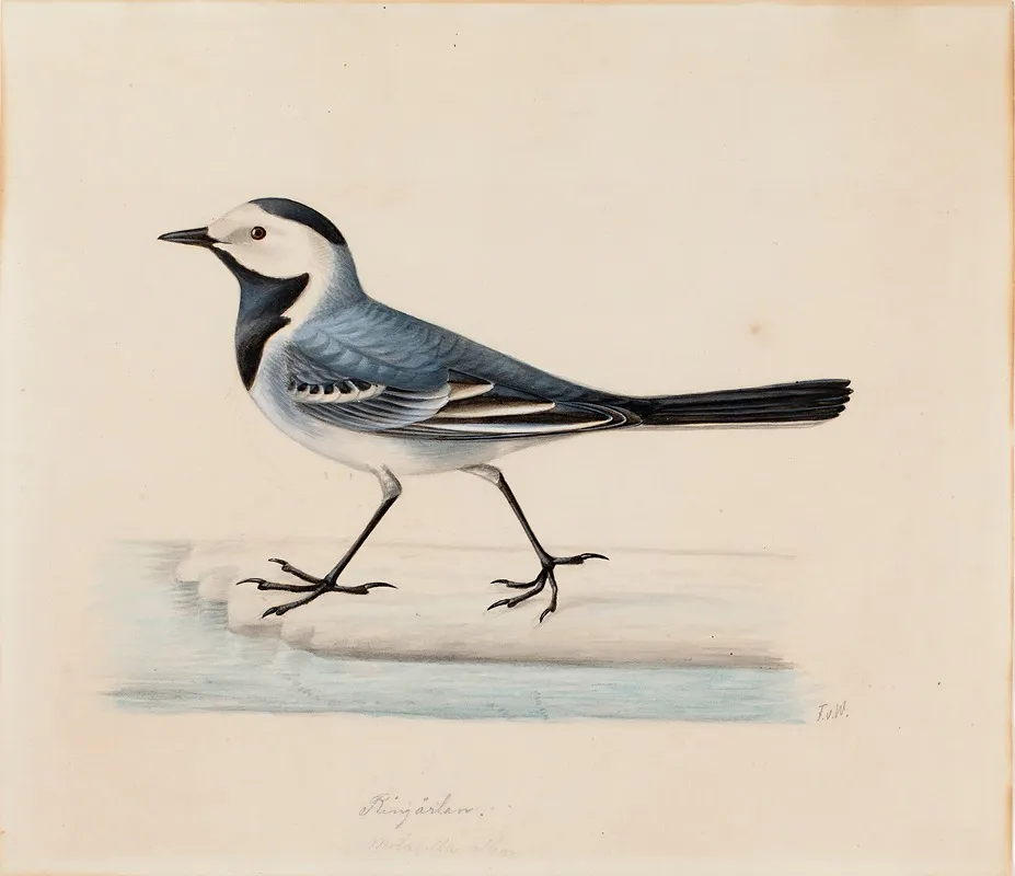 White Wagtail by Ferdinand von Wright - Canvas Print