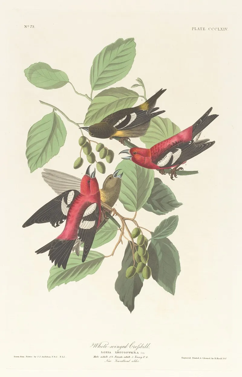 White Winged Crossbill by John James Audubon - Canvas Print