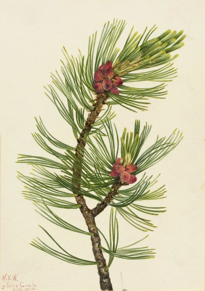 Whitebark Pine Pinus Albicaulis 2