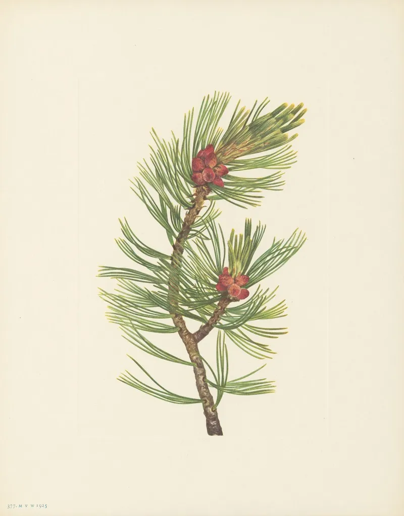 Whitebark Pine Pinus Albicaulis 4