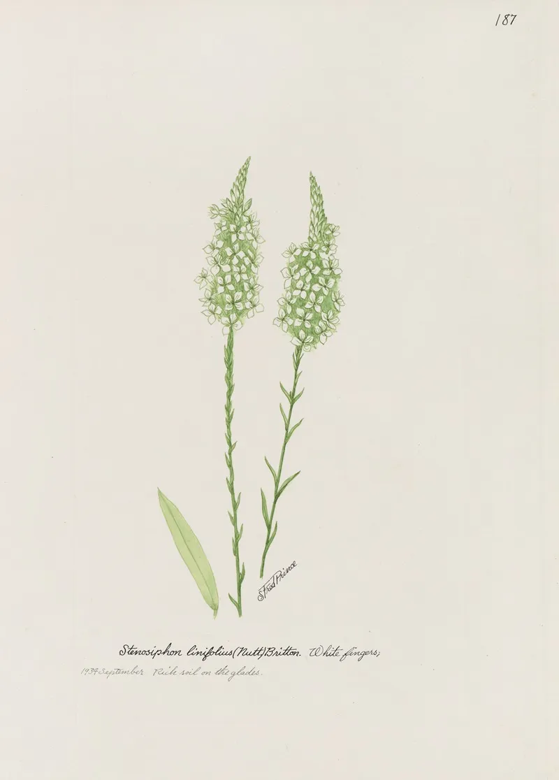 Whitefingers by S. Fred Prince - Canvas Print