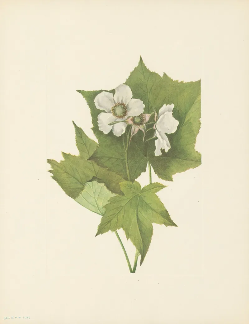 Whiteflowering Raspberry Rubus Parviflorus 2