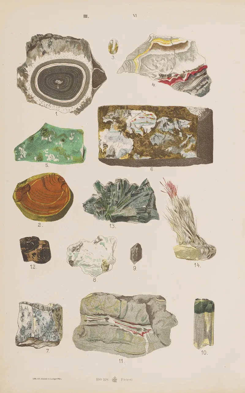Wielki Atlas Do Zoologii Botaniki I Mineralogii Pl 118 by Gustav von Hayek - Canvas Print