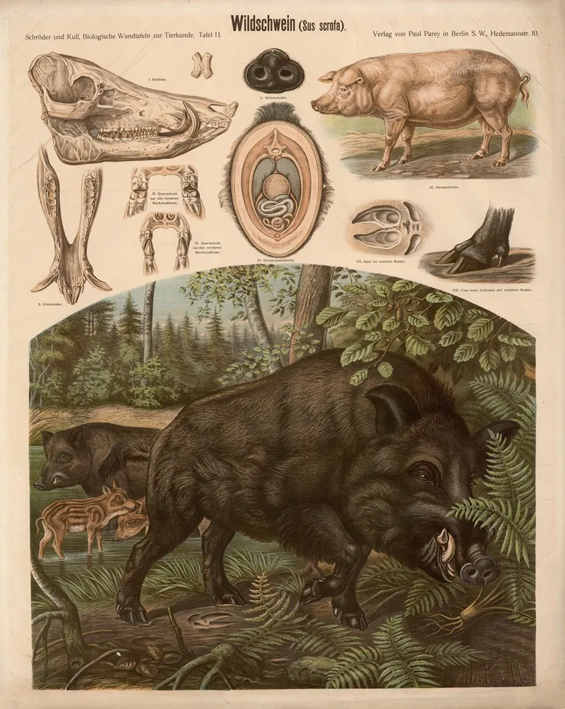 Wild Boar Sus Scrofa 2 by Albert Kull - Canvas Print
