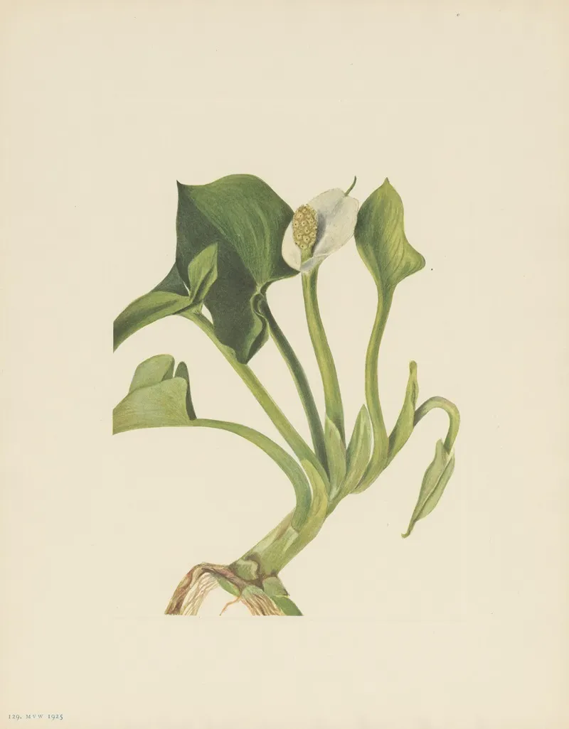Wild Calla Calla Palustris 3