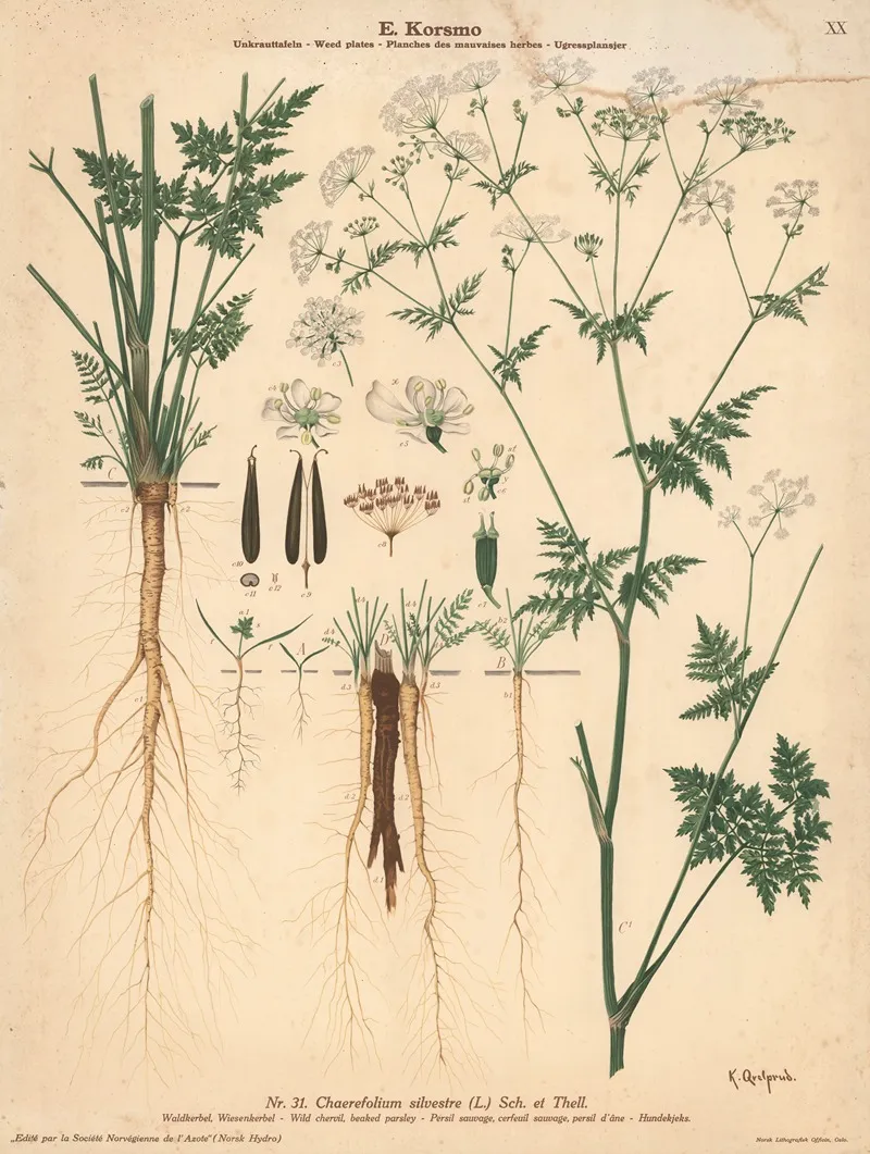 Wild Chervil Beaked Parsley